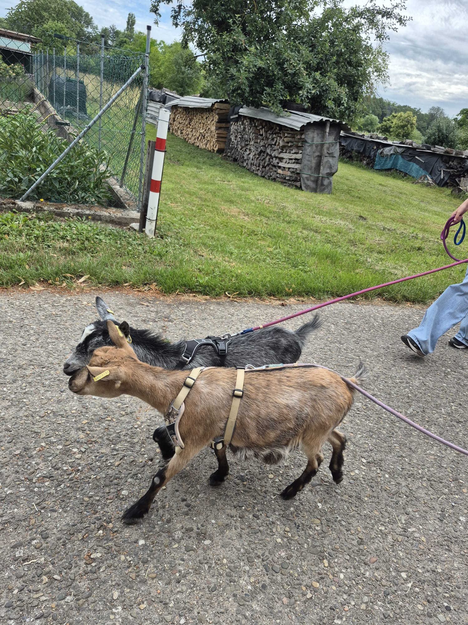 Ziegen Spaziergang
