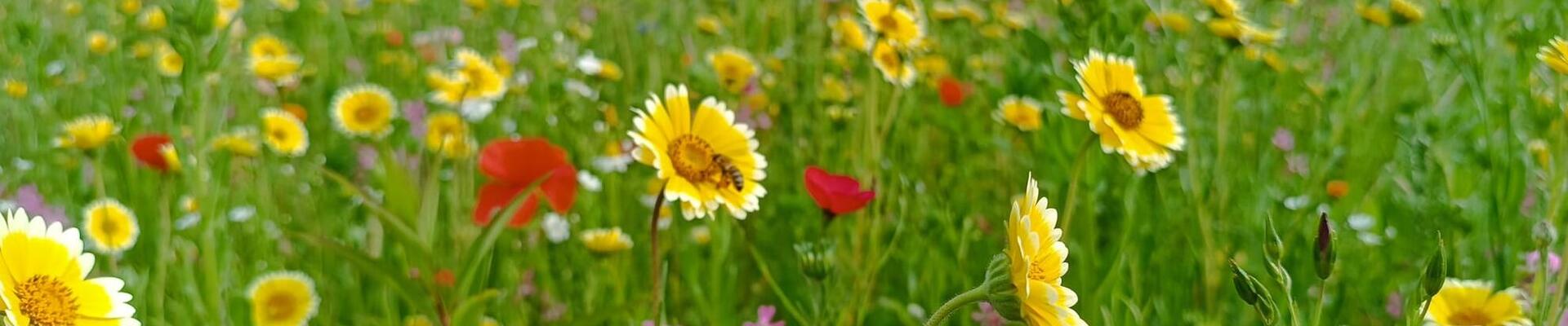 Blumenwiese im St. Augsutinusheim