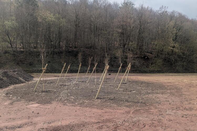 Sportplatz wird mit Bäumen bepflanzt